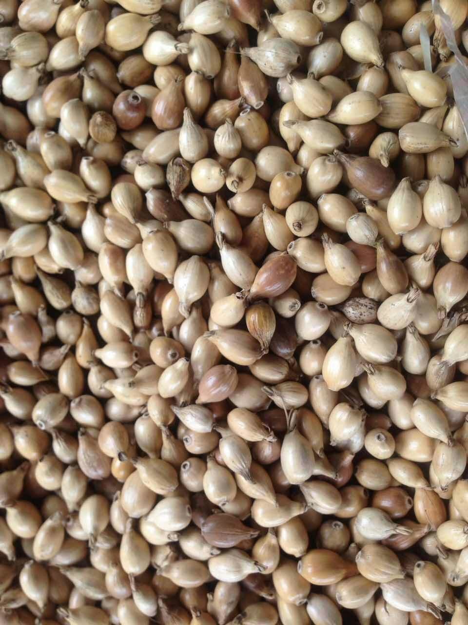 Good whole coix seed with shell from Vietnam